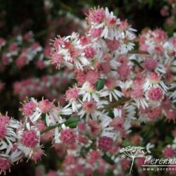 Symphiotrichum lateriflorus Lady in Black