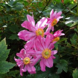 Anemone hupehensis var. japonica Prinz Heinrich