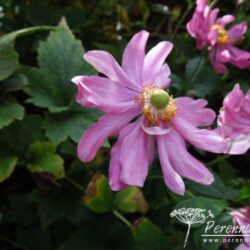 Anemone hupehensis var. japonica Prinz Heinrich