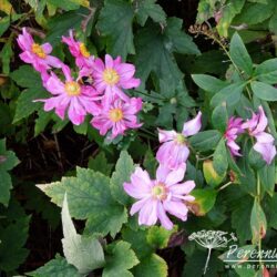 Anemone hupehensis var. japonica Prinz Heinrich