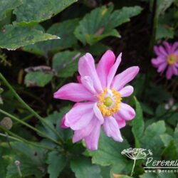 Anemone hupehensis var. japonica Prinz Heinrich