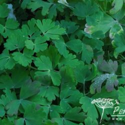 Aquilegia caerulea Origami Yellow