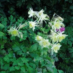 Aquilegia caerulea Origami Yellow