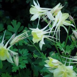 Aquilegia caerulea Origami Yellow