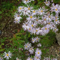 Aster pyrenaeus Lutetia