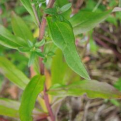 Aster pyrenaeus Lutetia