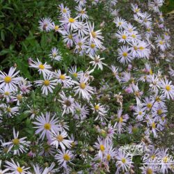 Aster pyrenaeus Lutetia