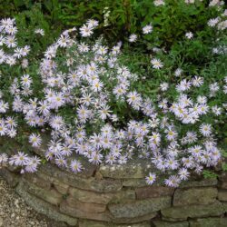 Aster pyrenaeus Lutetia