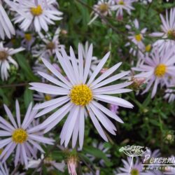 Aster pyrenaeus Lutetia