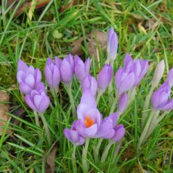 Crocus tommasinianus