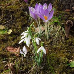 Crocus tommasinianus