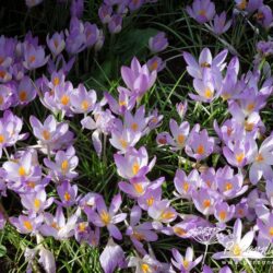 Crocus tommasinianus