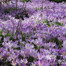 Crocus tommasinianus