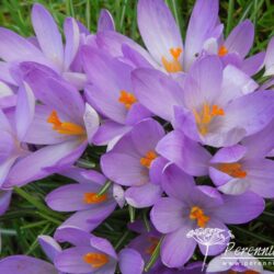 Crocus tommasinianus