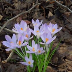 Crocus tommasinianus