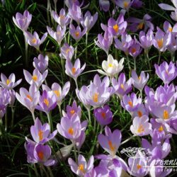 Crocus tommasinianus