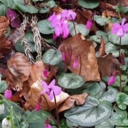 Cyclamen coum