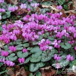 Cyclamen coum