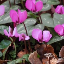 Cyclamen coum