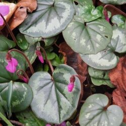 Cyclamen coum