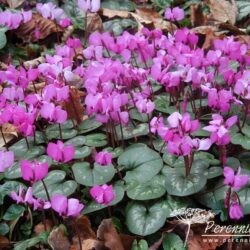 Cyclamen coum