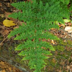 Dryopteris dilatata Crispa Whiteside