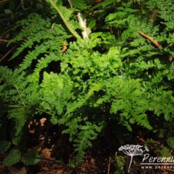 Dryopteris dilatata Crispa Whiteside