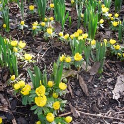 Eranthis hyemalis