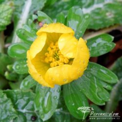 Eranthis hyemalis