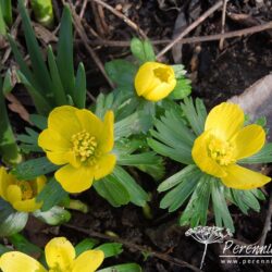 Eranthis hyemalis