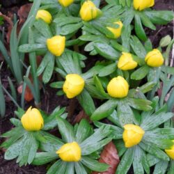 Eranthis hyemalis