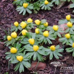 Eranthis hyemalis