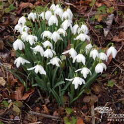 Galanthus nivalis Flore Pleno