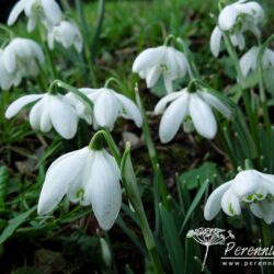 Galanthus nivalis Flore Pleno