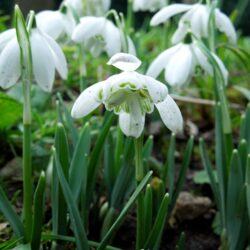 Galanthus nivalis Flore Pleno