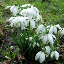 Galanthus nivalis Flore Pleno