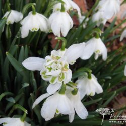 Galanthus nivalis Flore Pleno