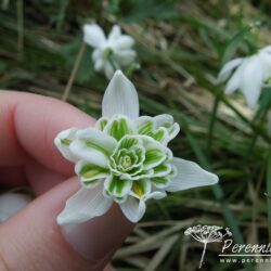 Galanthus nivalis Flore Pleno