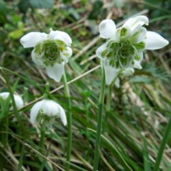 Galanthus nivalis Flore Pleno