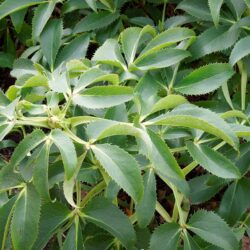 Helleborus argutifolius