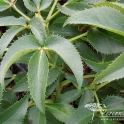 Helleborus argutifolius