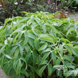 Helleborus argutifolius