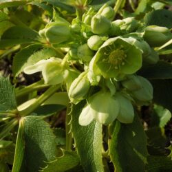 Helleborus argutifolius