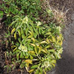 Helleborus argutifolius