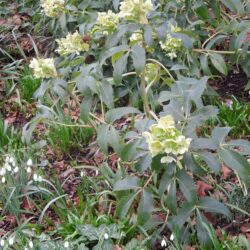 Helleborus argutifolius