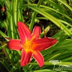 Hemerocallis Buzz Bomb