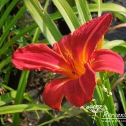 Hemerocallis Buzz Bomb