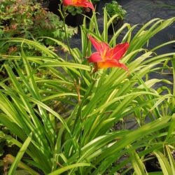 Hemerocallis Buzz Bomb