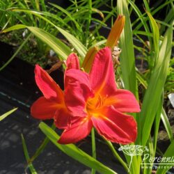 Hemerocallis Buzz Bomb