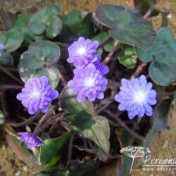 Hepatica nobilis var japonica Seizan